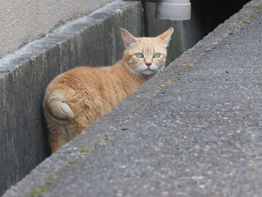 真夏のねこ散歩（1）♪