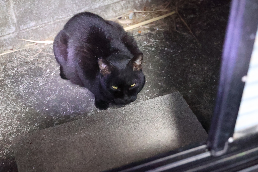 じっと待つ♪