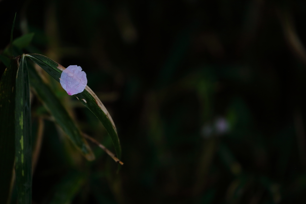 ひとひらの花びら