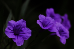 紫の花Ⅱ