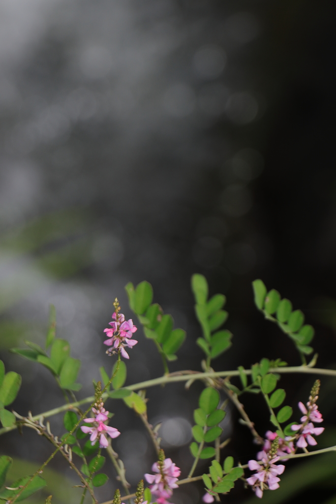 水辺の花