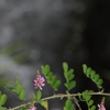 水辺の花