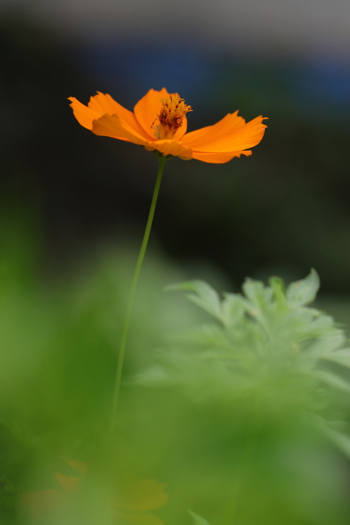 花一輪