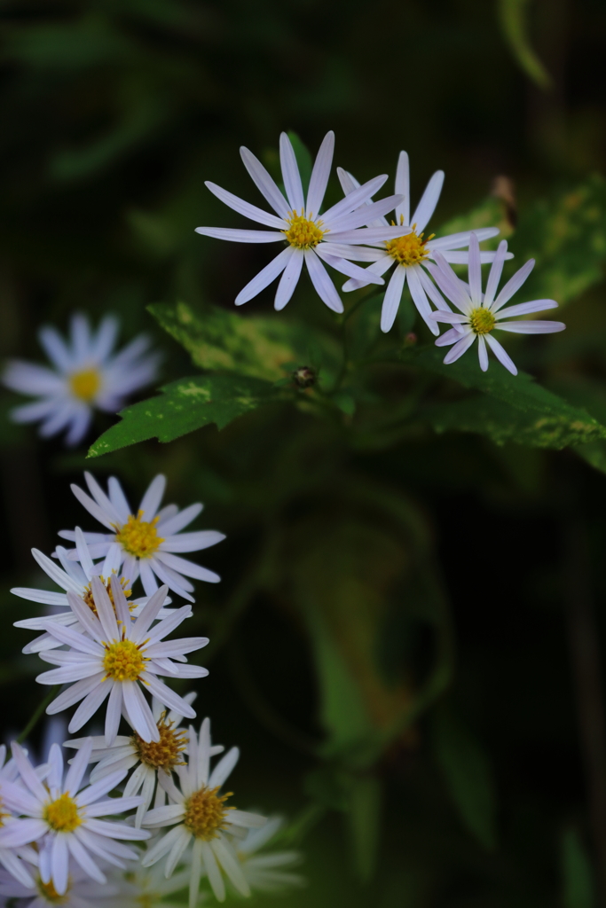 路傍の花