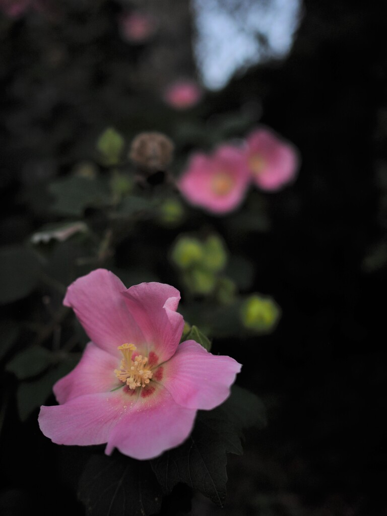 連なる花々