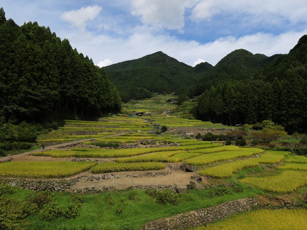 四谷の千枚田