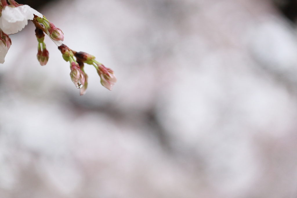 雨滴の瞳