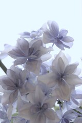 華やぎ