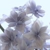 華やぎ