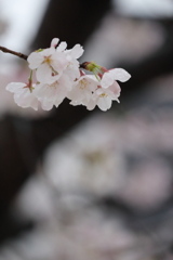 雨の中の桜３