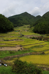 四谷の千枚田Ⅱ