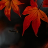 紅に染まる