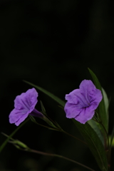 紫の花Ⅲ