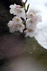 雨に濡れて