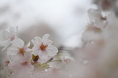 雨の中の桜４