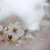 雨の中の桜４