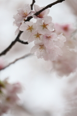 雨の中の桜１