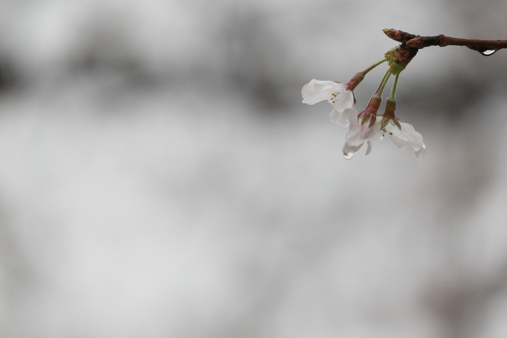 雨の中の桜６