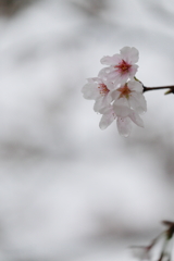 雨の中の桜７