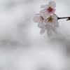 雨の中の桜７