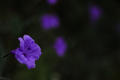 紫の花Ⅰ
