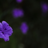 紫の花Ⅰ