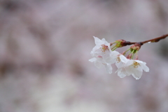 雨の中の桜２