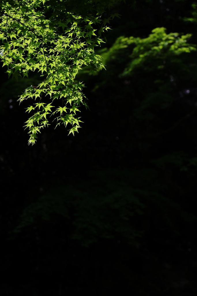 初夏の緑