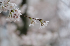 雨の中の桜５