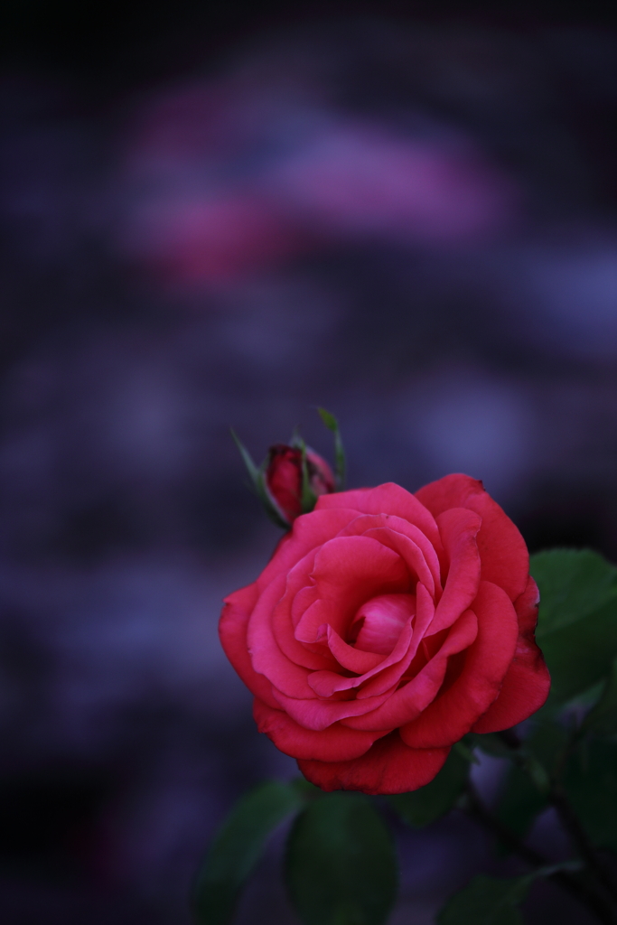 薔薇