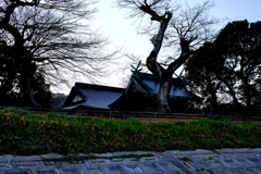 鎮守の社と木々