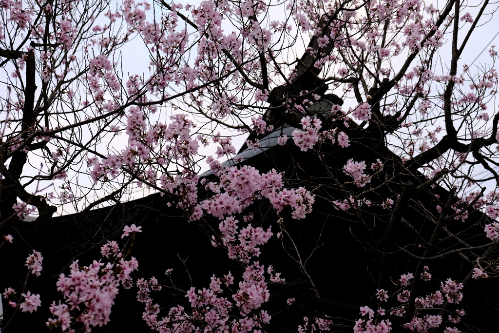 屋根と桜