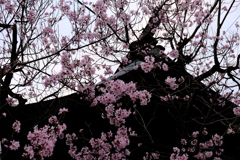 屋根と桜