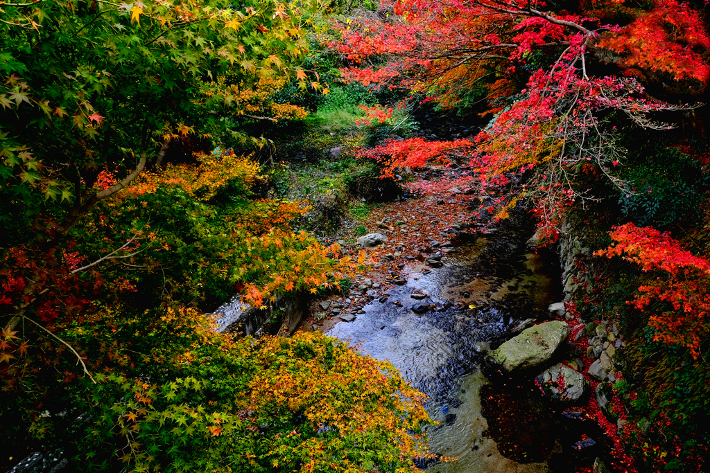 秋月・秋色1
