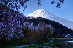 河口湖の桜と富士
