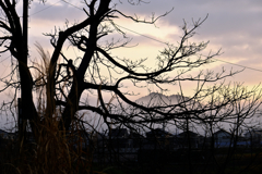 枯木と朝空