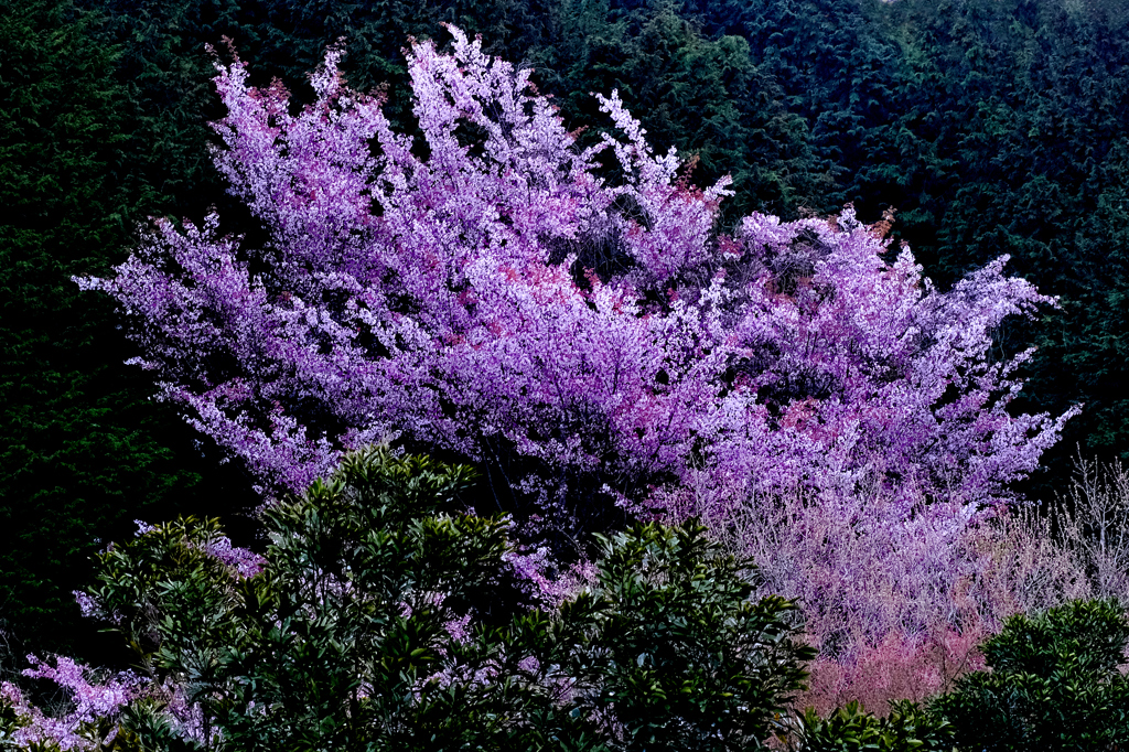 桜