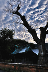 社と老木と雲