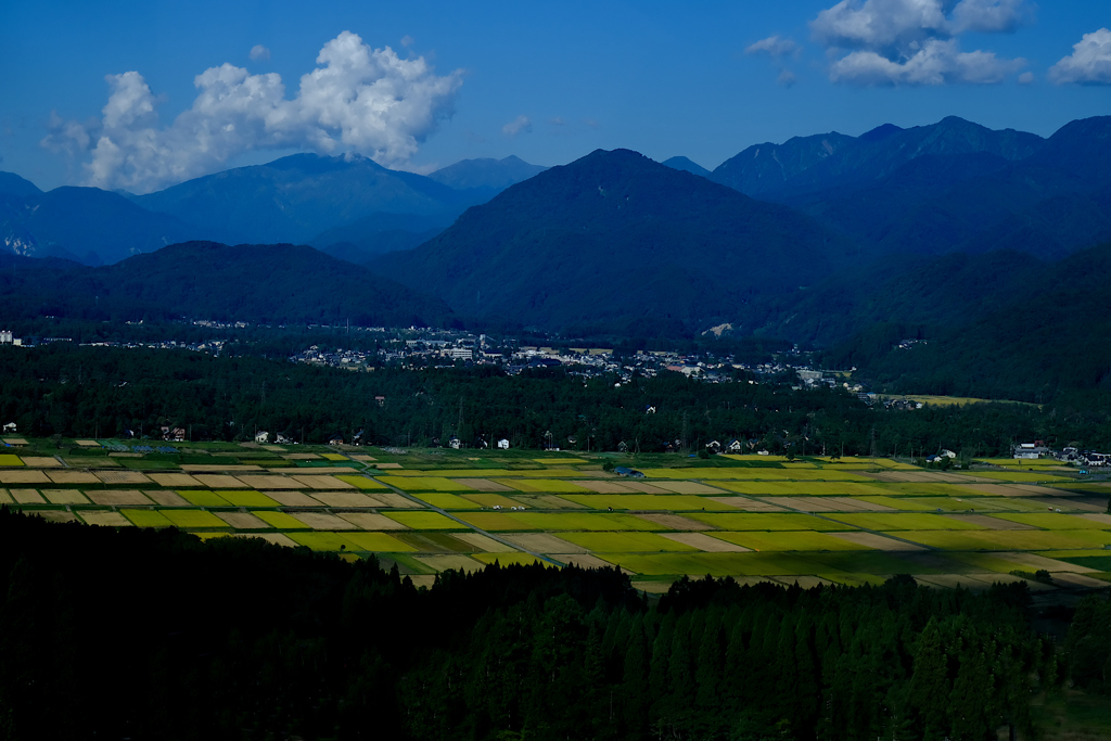 白馬村の緑の畑