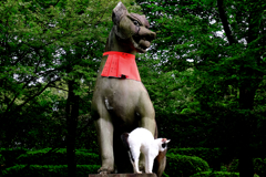 猫と狐・伏見稲荷大社