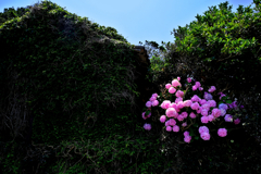 紫陽花と廃屋