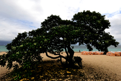 浜辺の樹