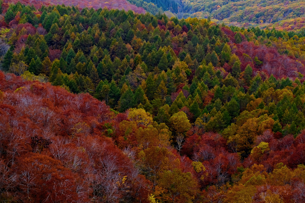 蔵王・紅葉・1