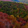 蔵王・紅葉・1