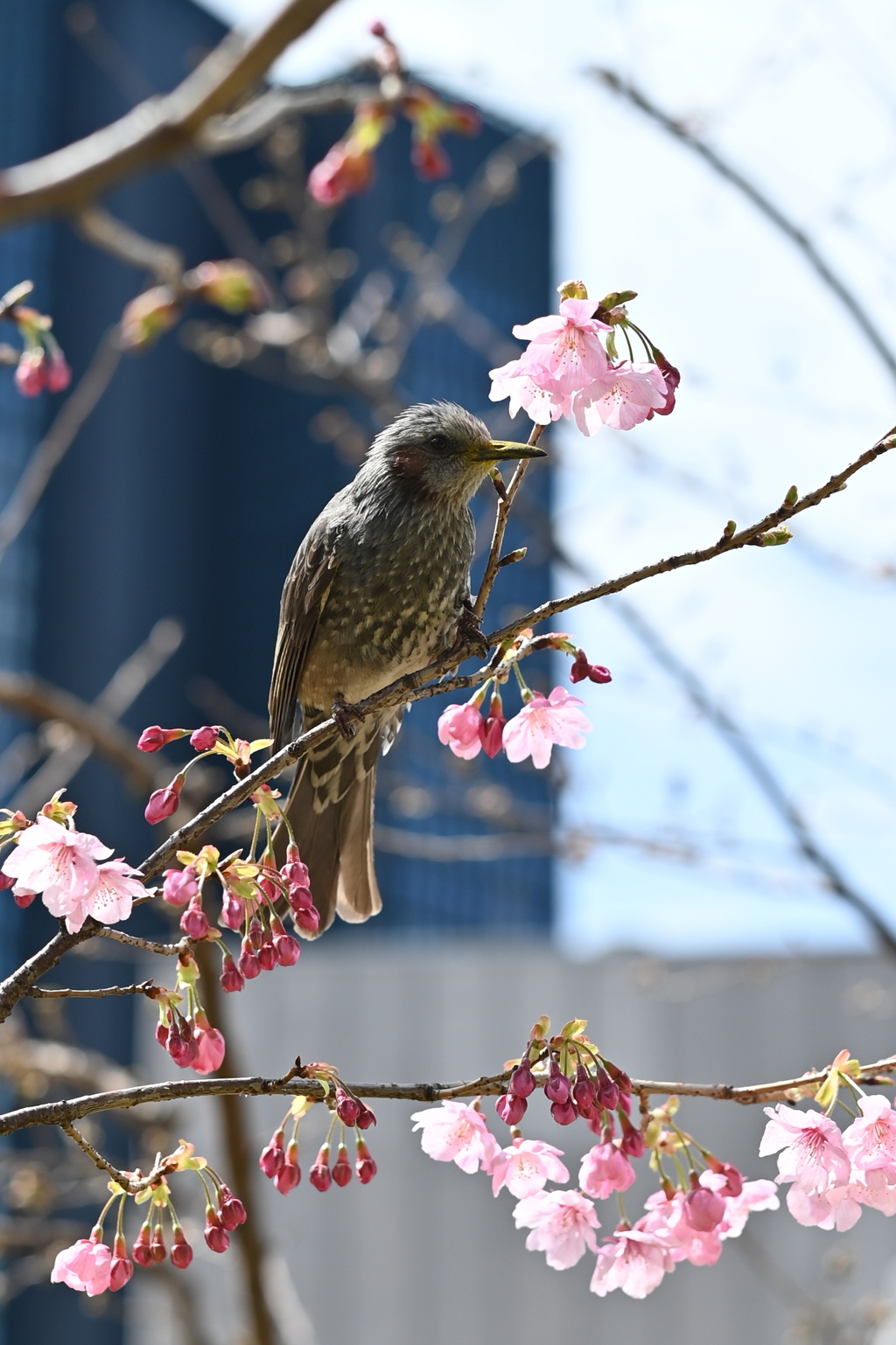 桜とヒヨドリ