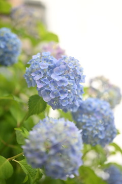 紫陽花