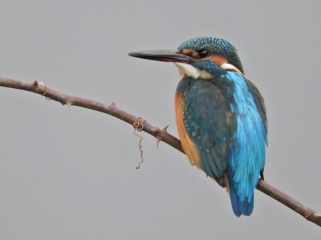 0042 RSCN0138-pseレベル補正後