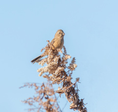 ベニマシコ♀