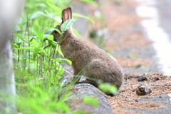 野ウサギ