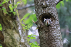 ムササビ　おめめパッチリ